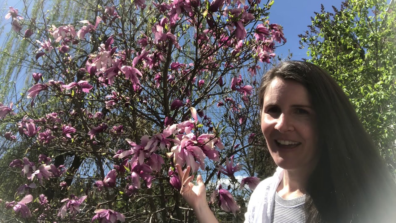 Pink Magnolia Flowers in Spring Bloom ("Betty" Magnolia) Home for the
