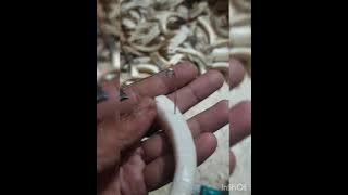 cara MEMBEDAKAN TARING babi ASLI DAN PALSU SANGAT MUDAH/TARING BABI ASLI VS PALSU