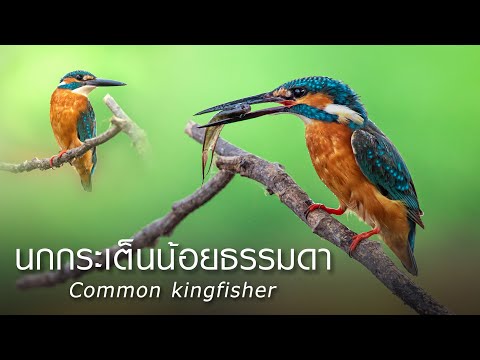 นกกระเต็นน้อยธรรมดา : Common Kingfisher