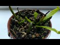 Черенкование Венериной Мухоловки цветоносом. Dionaea Muscipula.