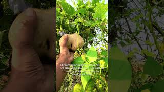 Why Diversity Matters in Farming?🍃 #heirloom #heirloomseeds #aleaffarm