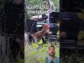 Tiger attacks rescue team 🐅⚔️#animals #wildlife #nature #tiger #attack #team #greenscreen #shorts