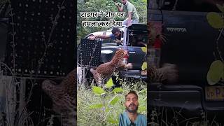 Tiger attacks rescue team 🐅⚔️#animals #wildlife #nature #tiger #attack #team #greenscreen #shorts