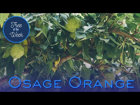 Video: Osage Orange groeiomstandigheden: verzorging van Osage-sinaasappelbomen