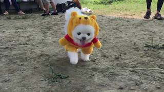 白いポメラニアン、二頭身プーさんに挑戦☆前が見えなくて可愛すぎる☆white pomeranian pooh