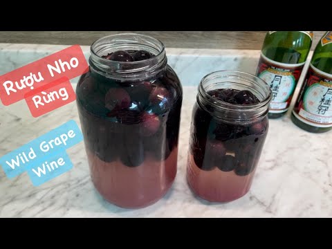 Video Nho Rừng Ngâm Rượu/ Wild Grape Wine / Meilee151 - youtube