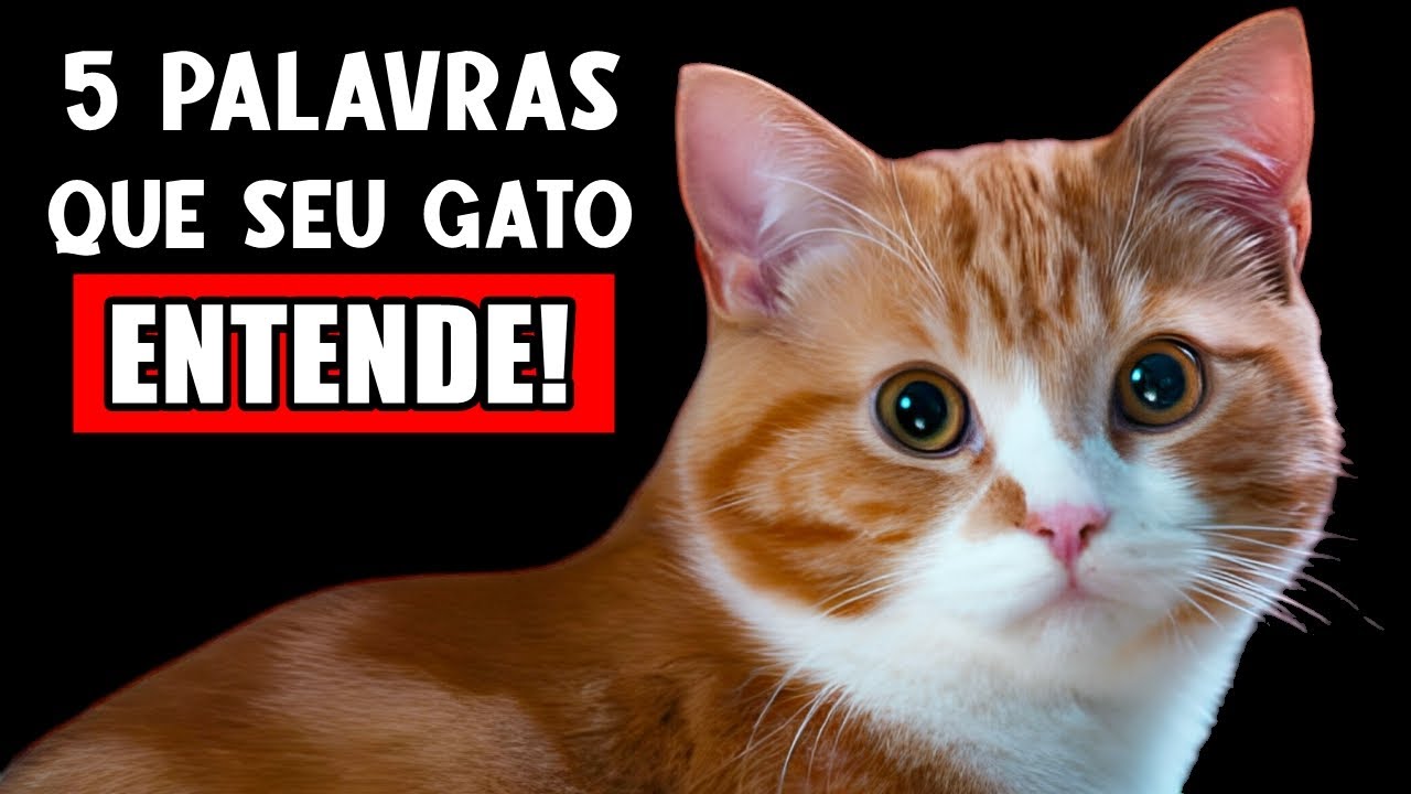 5 PALAVRAS que seu gato realmente ENTENDE! (Cientificamente COMPROVADO!) 🚩
