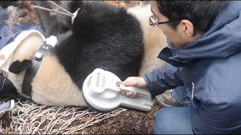 Recaptured Giant Panda of Southwest China in Good Health