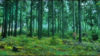 🌳 4K - Relaxing Nature Sounds For Stress Relief, Bird Song, Forest Sounds