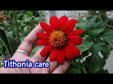 Videó: Tithonia Kereklevelű