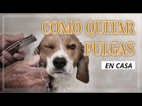 Video: Los Piojos y su Perro