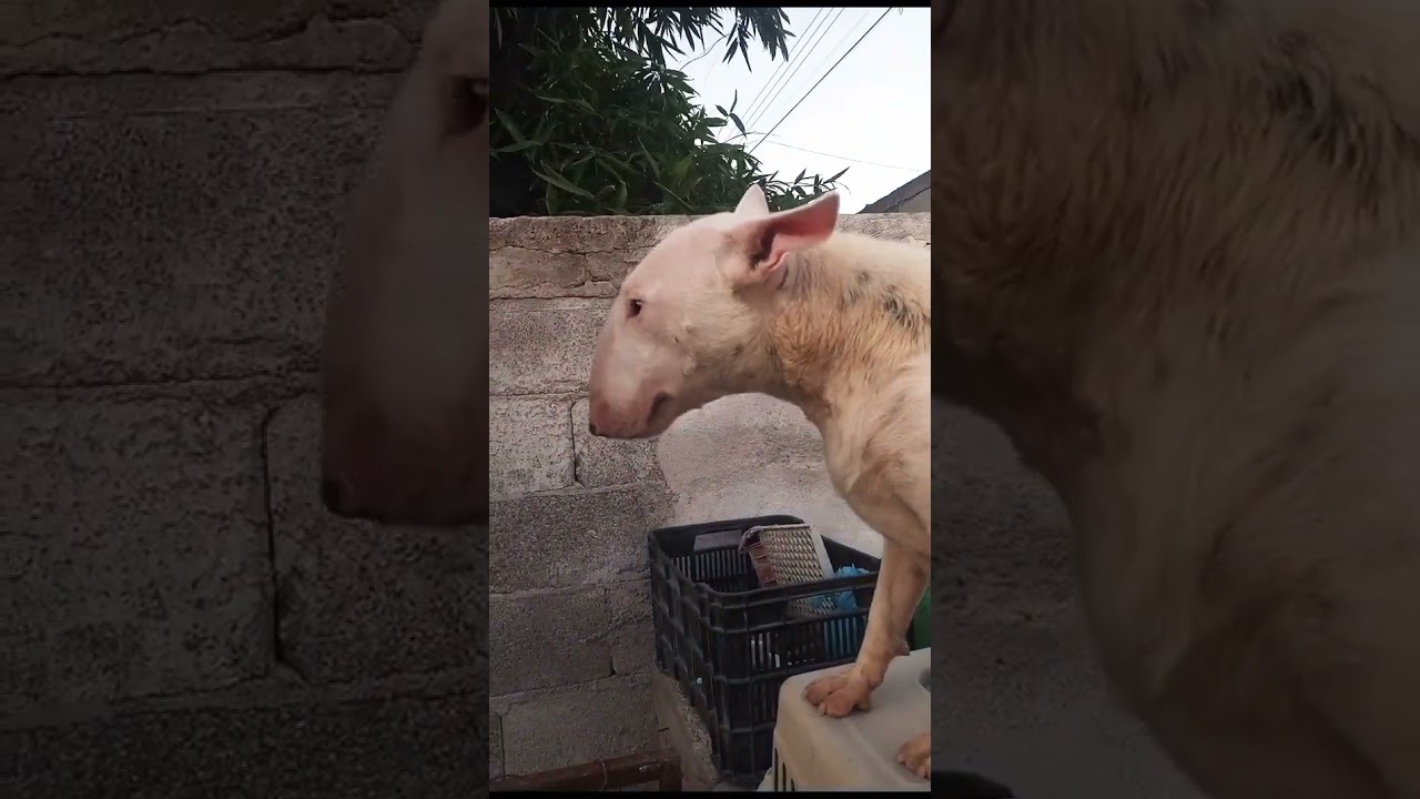 Bullterrier ingles curvos