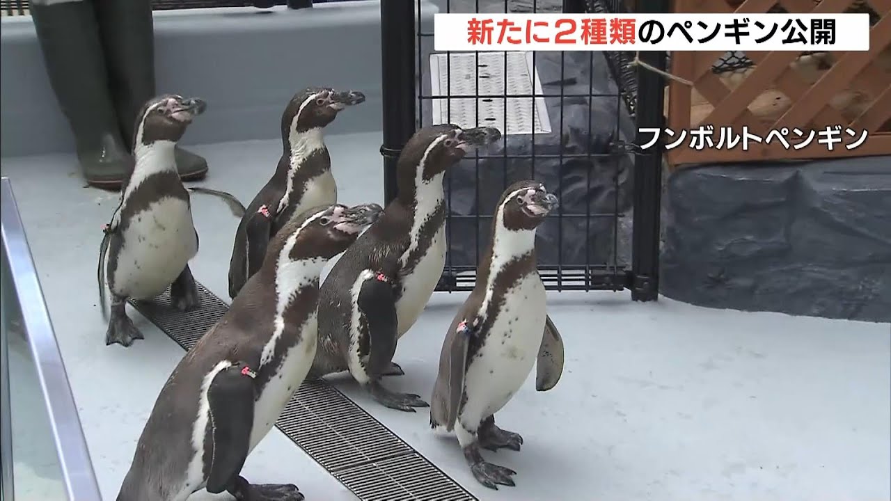 Two New Penguin Species Join the Family! Humboldt and Magellanic