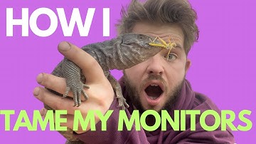 TIPS and TRICKS on how to TAME your MONITOR LIZARD