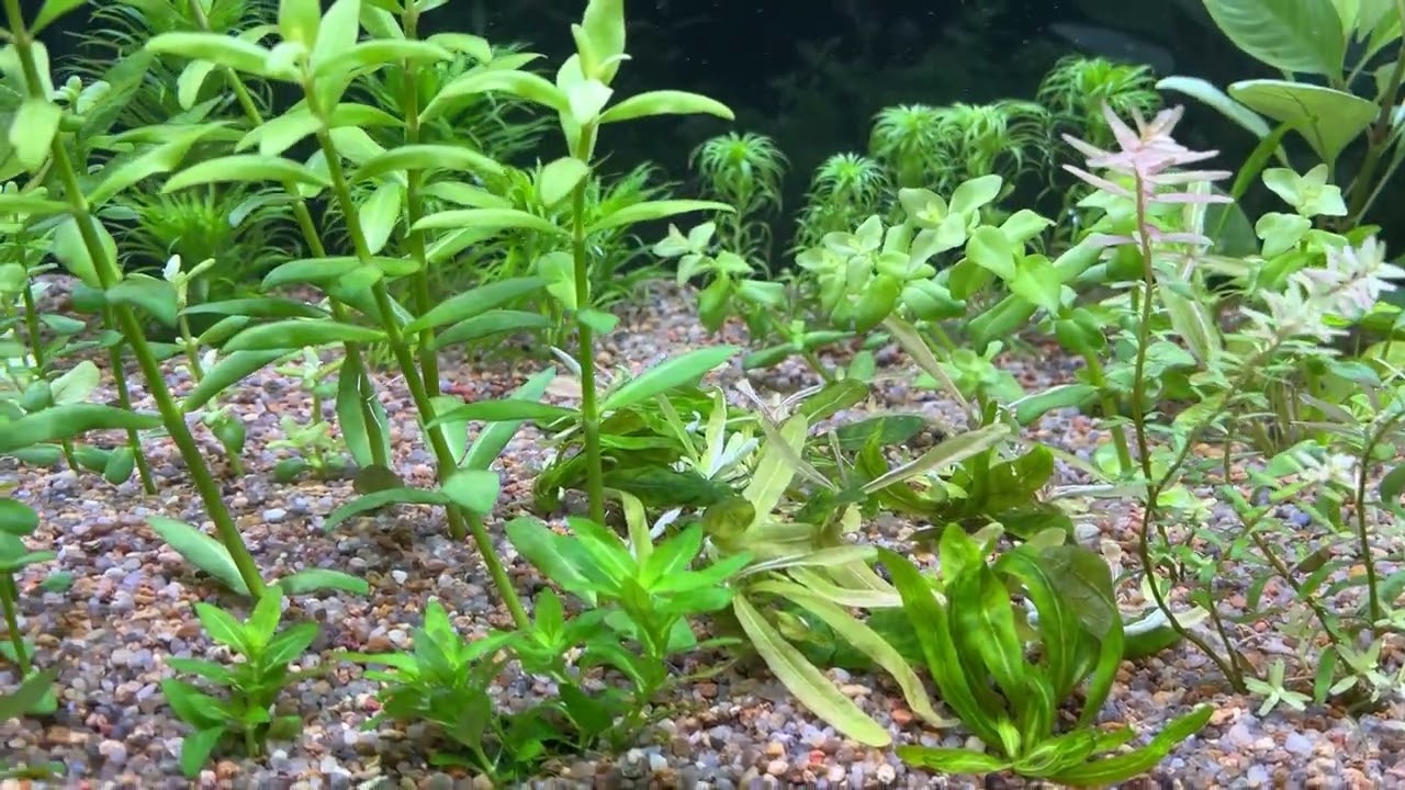 Карбонатная жесткость в аквариуме