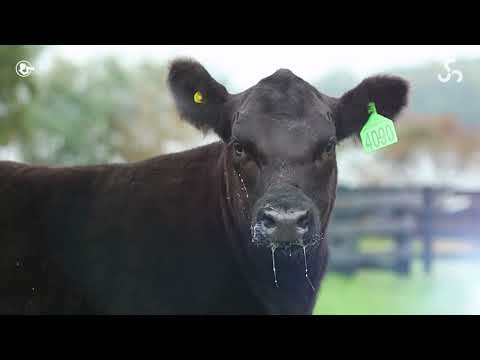 LOTE 5A   TAT TE4090 F Angus
