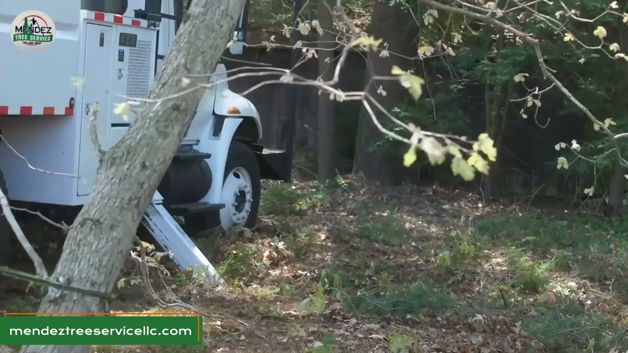 Mendez Tree Service Springfield Massachusetts 01109
