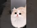 #اكسبلور #ترند #فولو #لايك #cat #قطط #قطط #cat قولو امين 🕊