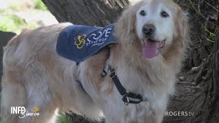 INFO Simcoe | COPE Services Dogs&#39; Buddy Up Campaign