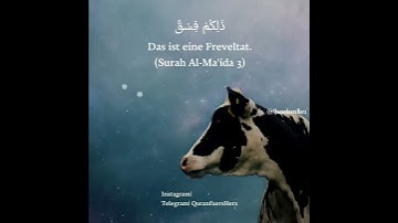 Surah Al-Maida 3 | سورة المائدة ٣ | QuranfuersHerz (Halal oder Haram)