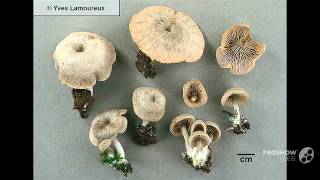 Clitopilus Collybioides - Fungi Kingdom