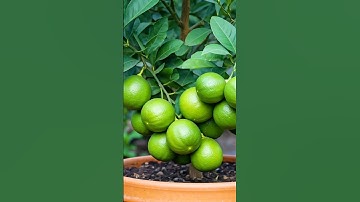 The Ultimate Guide to Growing Lemon Trees (Grow Your Own Lemons!)