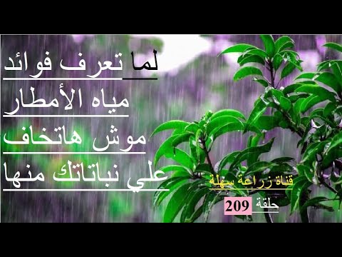 لما تعرف فوائد مياه الأمطار موش هاتخاف علي نباتاتك منها