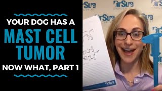 Your Dog has a Mast Cell Tumor, Now What, Part One: Vlog 63