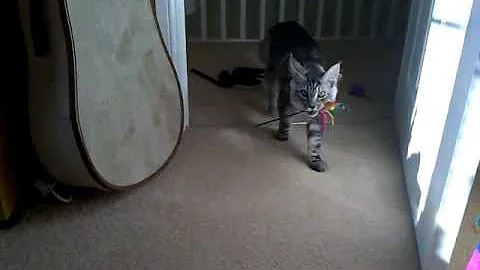 Watch the video about Maine coon kitten playing fetch