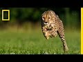 Greg Wilson: Cheetahs on the Run | Nat Geo Live