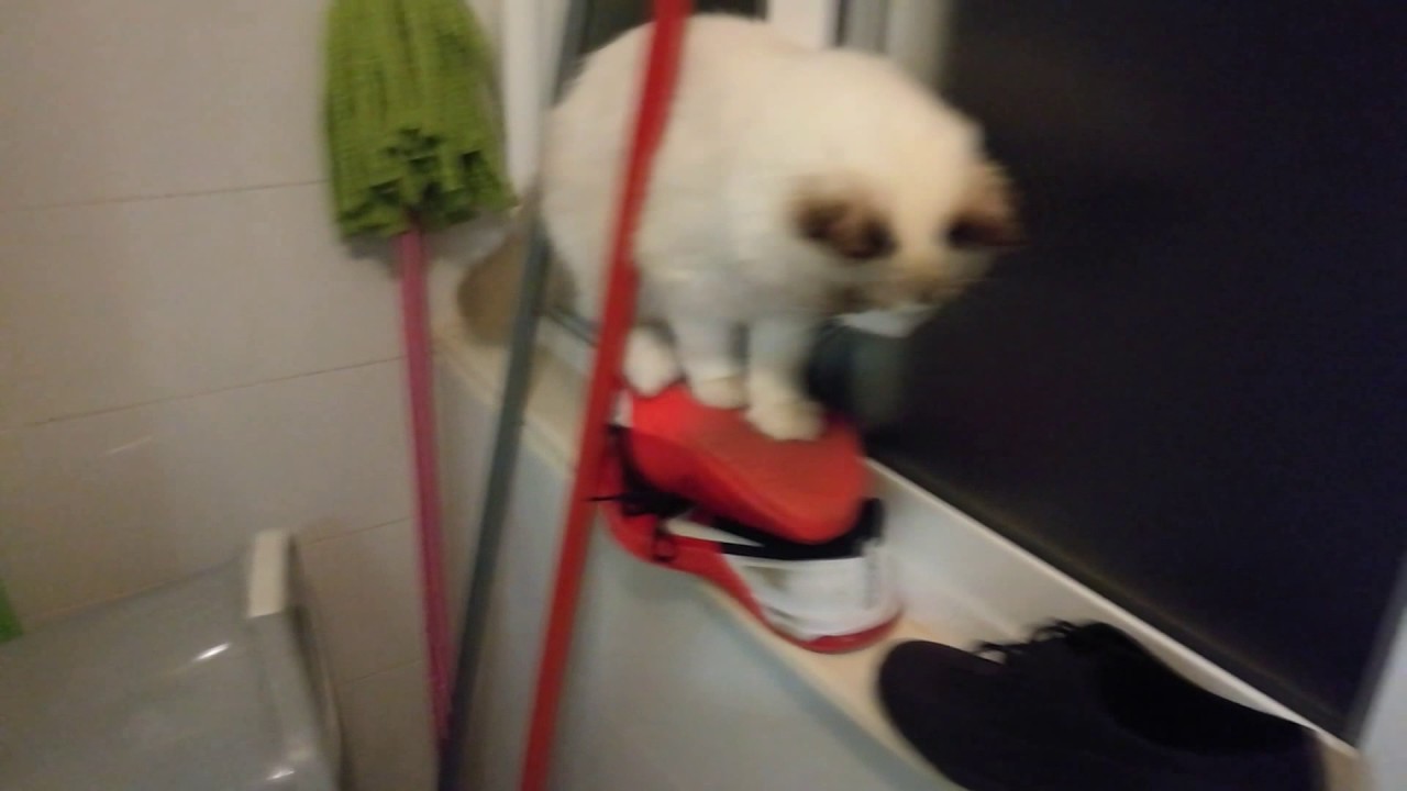 Fluffy vs. gravity || A lovely ragdoll cat