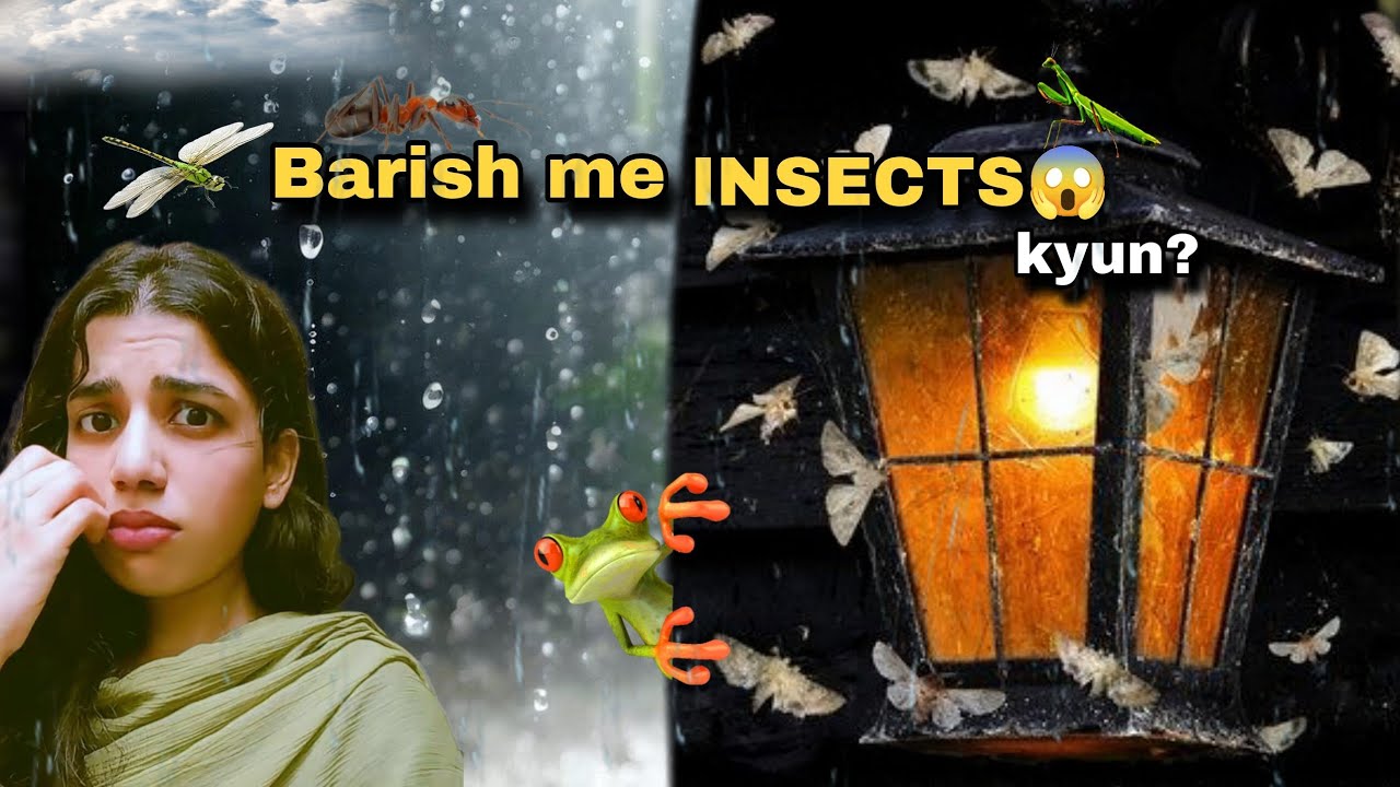 Keeray Keeray Makoray Barish k Mehman kyun banjaty hain?😶 || Insects that come ...