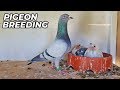 Basic PIGEON Breeding Requirments