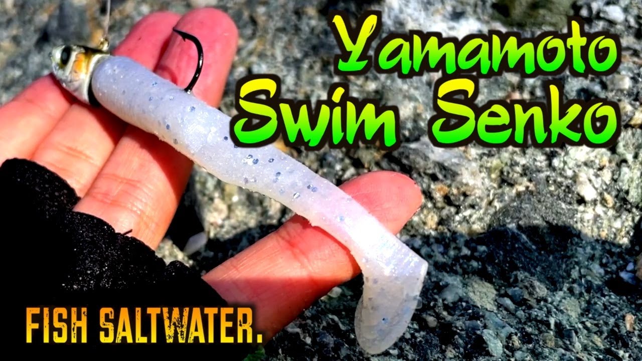 Yamamoto Swim Senko for Saltwater fishing! Catch Spotted Bay Bass! 