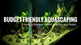 Budget-Friendly Aquascaping : Creating a stunning planted aquarium on a budget