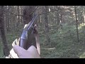Осенняя охота. Удачная охота на рябчика