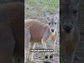 🦘Почему кенгуру не могут ходить назад? 🌿 #факты #кенгуру