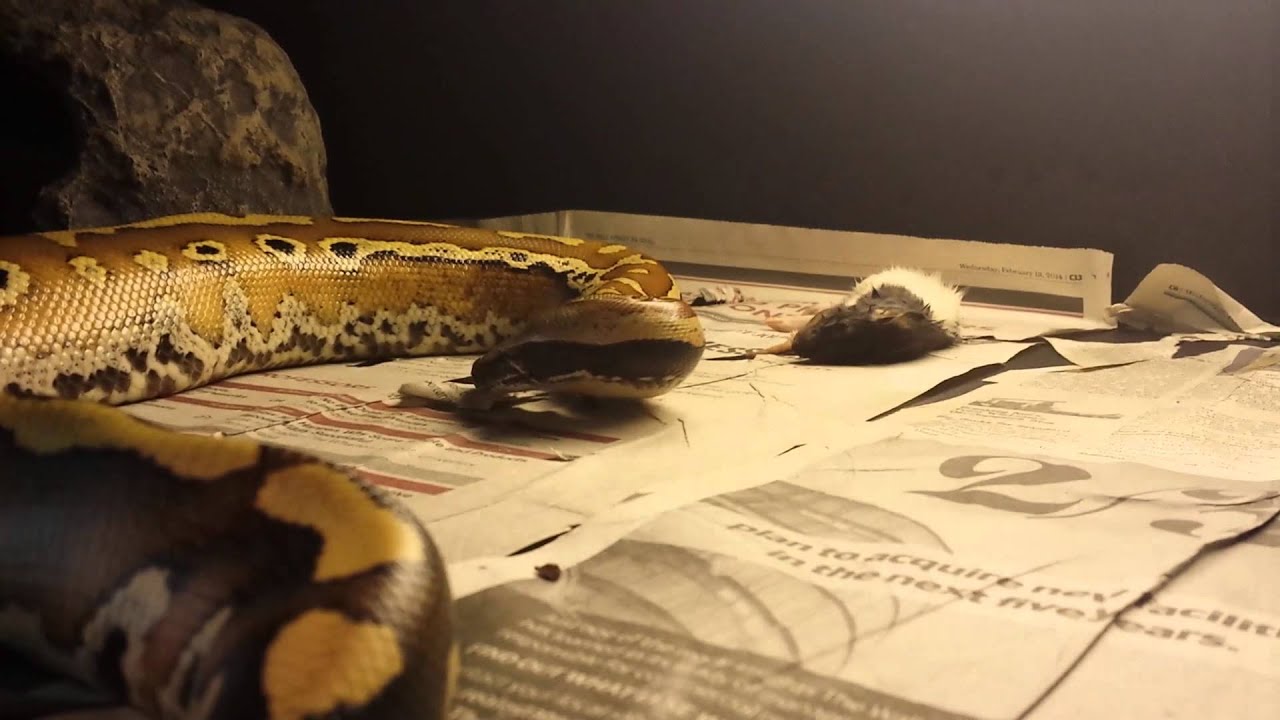 snake oil Snakes: how do I food?