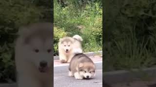 Alaskan Malamute Puppies