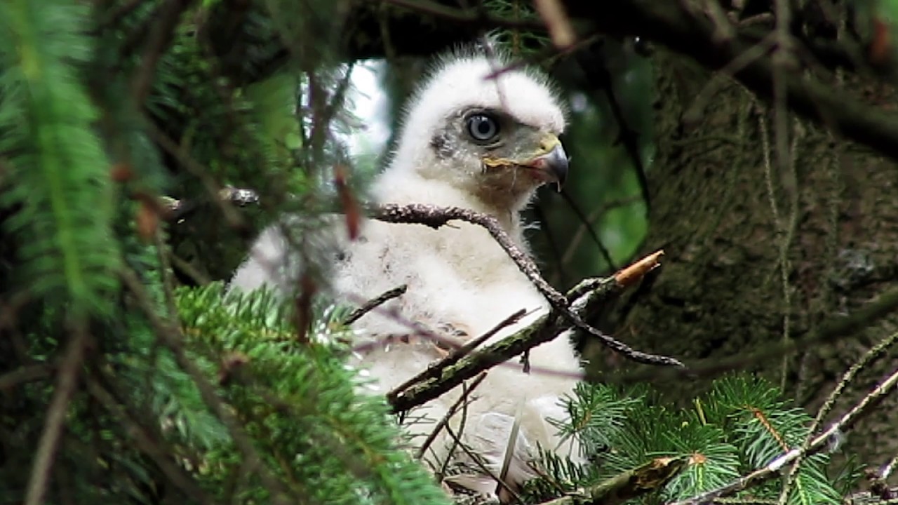 Duehøg unger I - Northern Goshawk chicks
