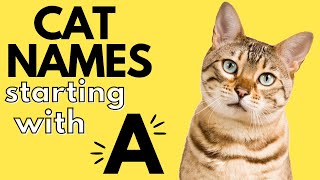 200+ Cat Names Starting With "A" | Boy and Girl Cat Names