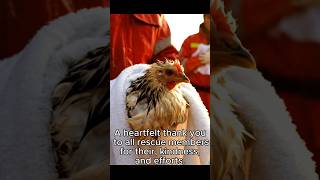 Incredible chick Rescue Mission That Touched Millions ❤️|| Rescue Help