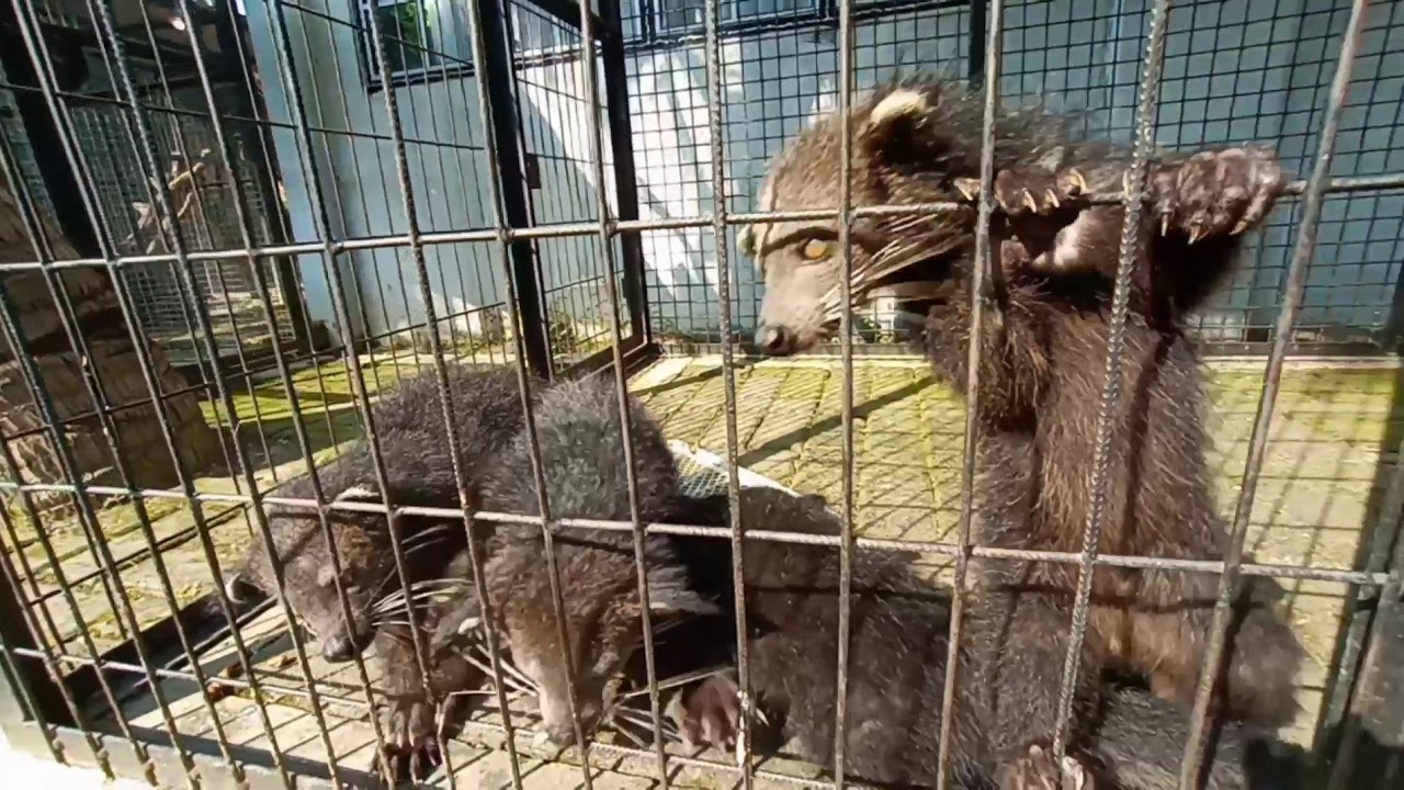 Musang Binturong Sedang Makan AMAZING !!! - YouTube
