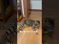 夏の定番！床に落ちている猫。 #猫 #ねこ #ネコ #cats #床 #夏 #ベンガル #ねこすたぐらむ #動物 #ペット