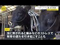 「イグ・ノーベル賞」4日発表 日本人の20年連続受賞なるか　ユーモアのある研究などに贈られる｜TBS NEWS DIG