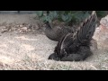 Mating time of the Malayan Peacock Pheasants