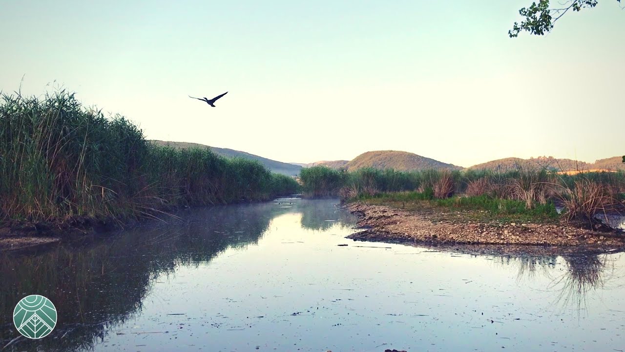 Relaxing Birds Chirping Sound in the Swamp ~ Umbria  ASMR