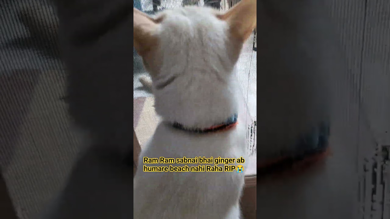 Parveen Sehrawat# Short