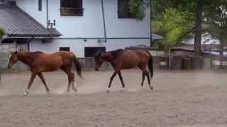 【競馬】【第二のストーリー】放牧地で歩き続ける馬たち…栗毛がビッグテースト １番後ろがルゼル - netkeiba.com