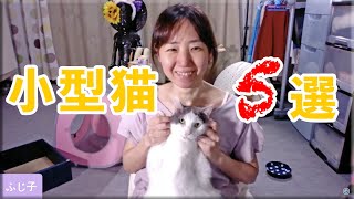 大きくならない猫の種類5選 小型猫の特徴 魅力 初見さん歓迎 猫好き熟女のおやすみ報告会 雑談live Youtube